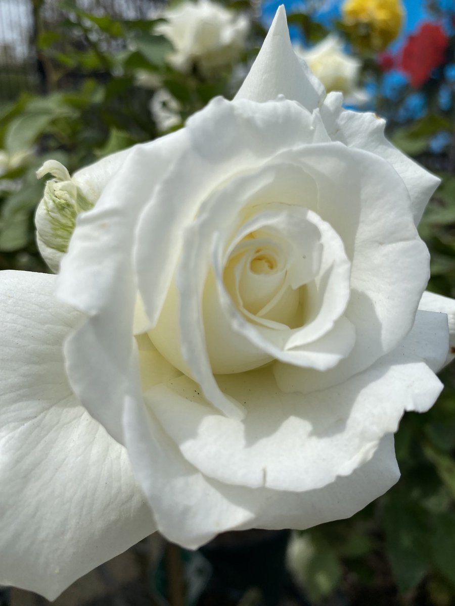 VBMGA's tweet photo. Wish I knew the name of this rose, as it is very fragrant. Have a good Wednesday, friends! Looking forward to seeing your roses today. #RoseWednesday #Flowers #GardeningX https://t.co/f3riNLKDXI
