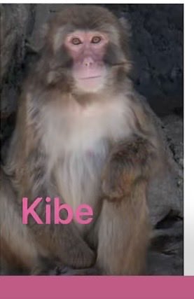 Rustypuppy6433's tweet photo. @YVemula5063 I found this online too ..do they look like the same monkey? https://t.co/CheIF2Q329