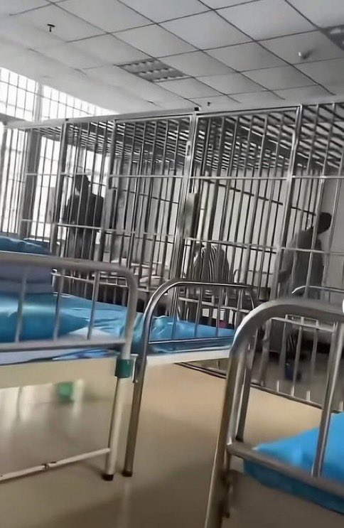 Uyghur_Report's tweet photo. 📍 Uygur Türklerinin kafeslerde tutulduğu görüntüler ortaya çıktı.

Çin merkezli sosyal medya hesaplarından paylaşılan ve dolaşıma giren görüntüler, Doğu Türkistan’daki tutukluların demir parmaklıklarla çevrili kafeslerde tutulduğunu gösteriyor. Hastane benzeri bir ortamda çekildiği görülen görüntülerde, yatakların dahi kafeslerin içine yerleştirildiği dikkat çekiyor.

Bu yapının bir hapishane mi yoksa Çin’in “yeniden eğitim merkezi” olarak tanımladığı tesislerden biri mi olduğu henüz doğrulanmış değil. Ancak görüntüler, Doğu Türkistan’da yıllardır dile getirilen ağır insan hakları ihlallerine ilişkin iddiaları yeniden gündeme taşıdı.

2017’den bu yana çok sayıda uluslararası kuruluş ve araştırma, Uygurların keyfi gözaltı, zorla çalıştırma, dini baskı ve kötü muameleye maruz kaldığına ilişkin bulgular yayımladı.