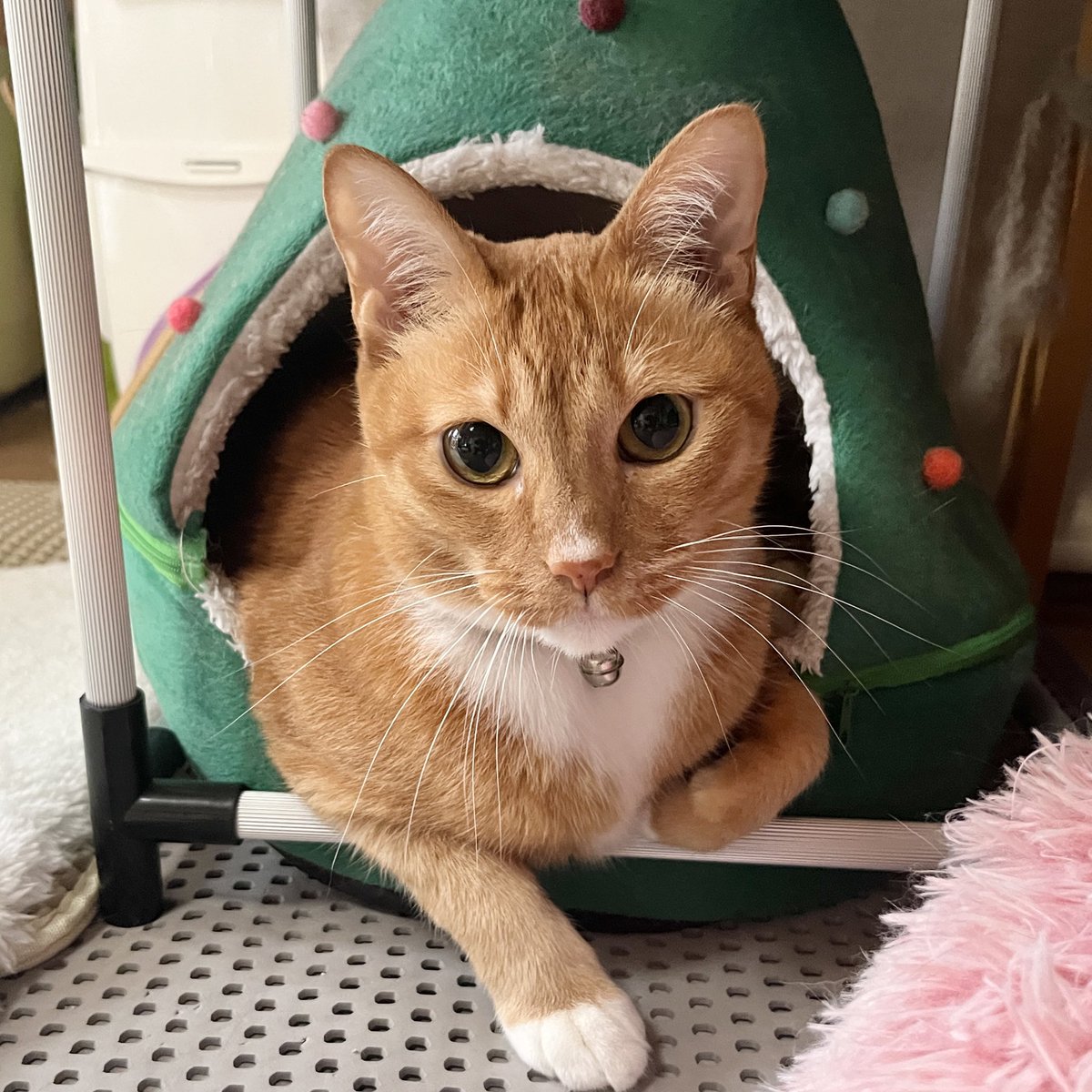nekodasuke2's tweet photo. サイボーグ化　つづき。 | nekodasuke～ねこだすけ～
https://t.co/F5x3TsZOnN
#Amebaブログ #アメブロ #猫のいる生活 https://t.co/D0mTjPMN5q