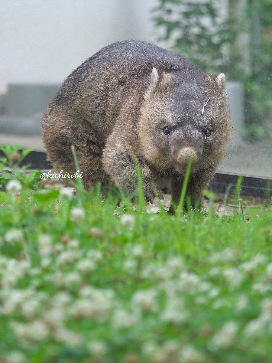 kikichirobin's tweet photo. 明日は昼前から晴れるみたいね、
ワインさん

⭐️五月山動物園は再整備工事につき休園中です

#ワイン #五月山動物園 #ウォンバット #wombat https://t.co/pnMIE9kVHu