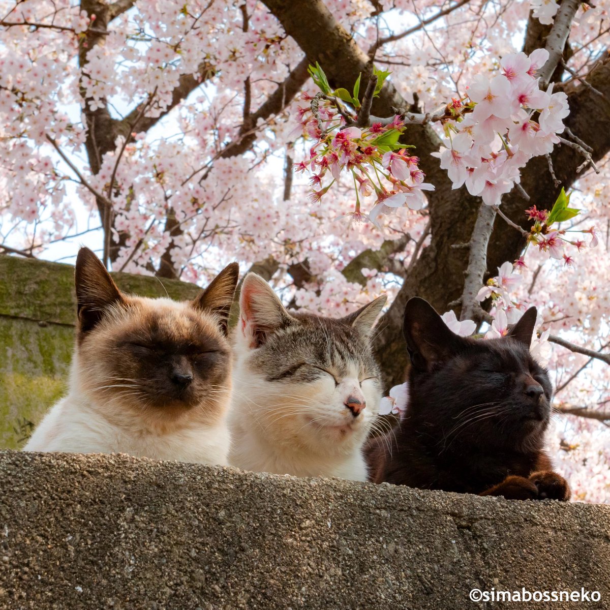 simabossneko's tweet photo. お団子トリオ🍡🌸✨
Fluffy and adorable trio💕

#好きな写真 #ねこ #猫 #cat #島猫 https://t.co/jzBQr4LMdV
