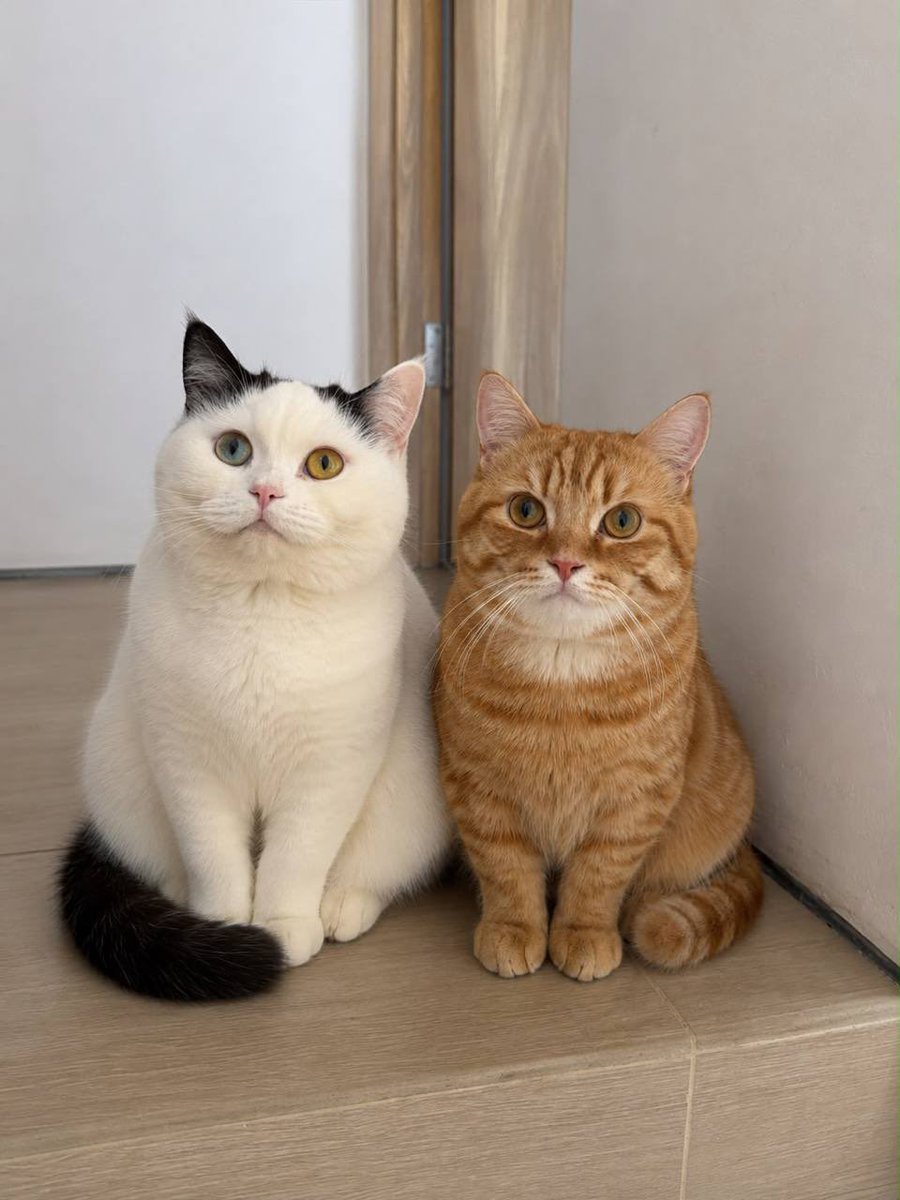 exittliquidity's tweet photo. Animal meta and didn’t think of a better time to tokenize Yiba and capi , a big acct i’ve been talking to for some time now , with millions of likes and thousands of followers. 

she is fully onboard and will join comms and ca will be added to her tiktok bio.

ca: CL5kPxArLhBSTsgptt76LRFtjGVBz2e5ju52ZaxKpump