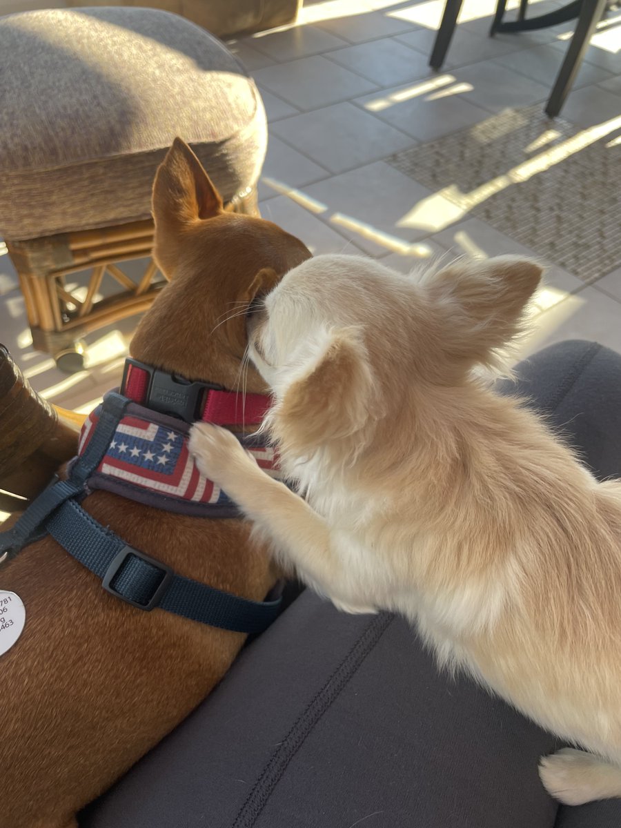 PilotsNPaws's tweet photo. "Listen I’ve Got a Secret: Our pet parents think they adopted a quiet shy little girl. Wait until they figure out I now rule the house, have officially taken over the big bed, fluffy pillows, all toys & your entire souls.” Love You Miss Lily #happybirthday250america #ReasonToFly https://t.co/B3geKbMxvj