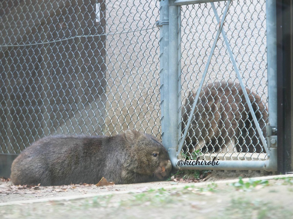 kikichirobin's tweet photo. コウくん、ボク眠いんや……

かまってほしいコウくん 

⭐️五月山動物園は再整備工事につき休園中です

　#フク　#五月山動物園 #ウォンバット  #wombat #コウ https://t.co/XvKNBuu3c5