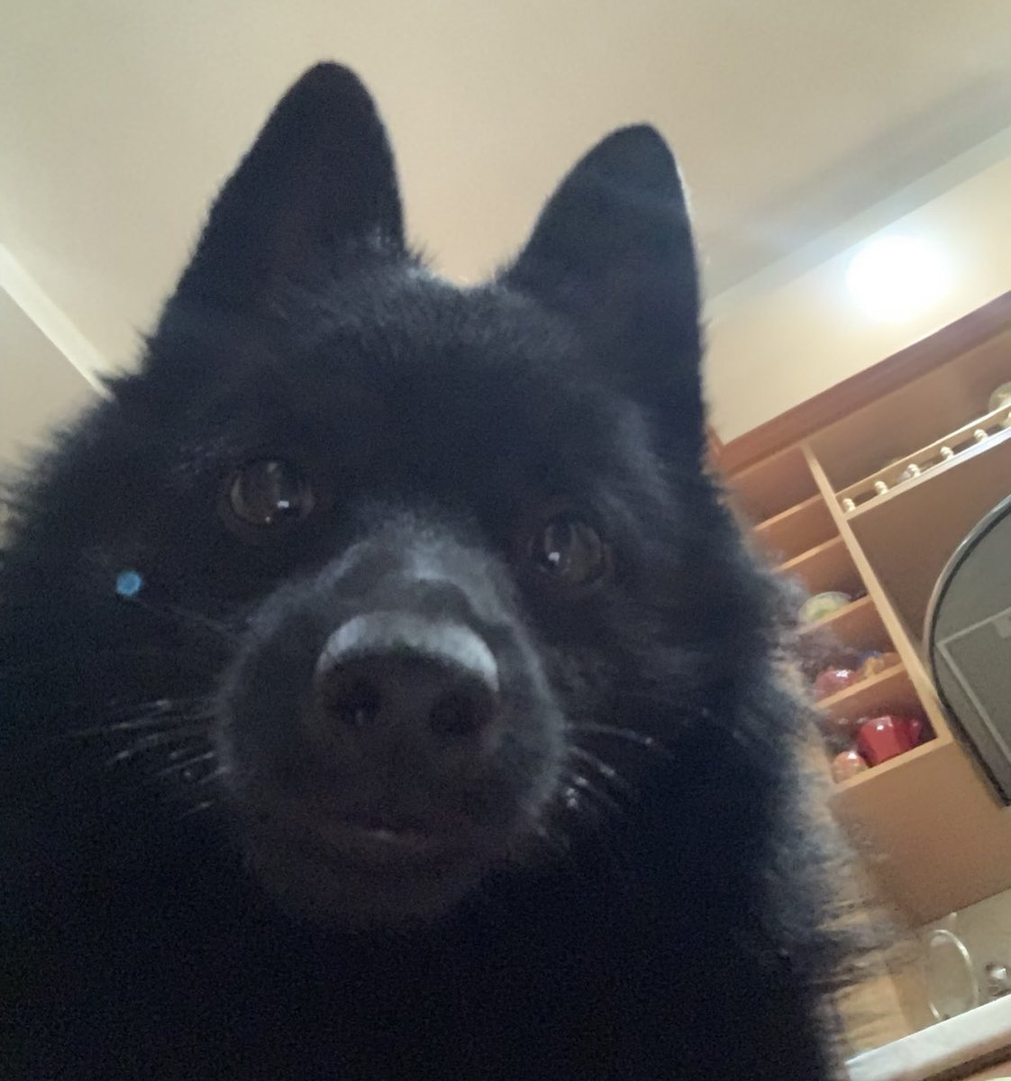 doondookins's tweet photo. @lotuslunstxr My wonderful pack, we must support our wolf leader—don't give up! My dog ​​is also doing his absolute best to take part in all of this with all four paws! #BRINGVALKOBACK #VALKO #SAVEVALKO #LoveandDeepspace #LADS #injustice #GIVEUSVALKO #VALKOPACK #LADSGLOBAL https://t.co/3gC0EJy5Jm