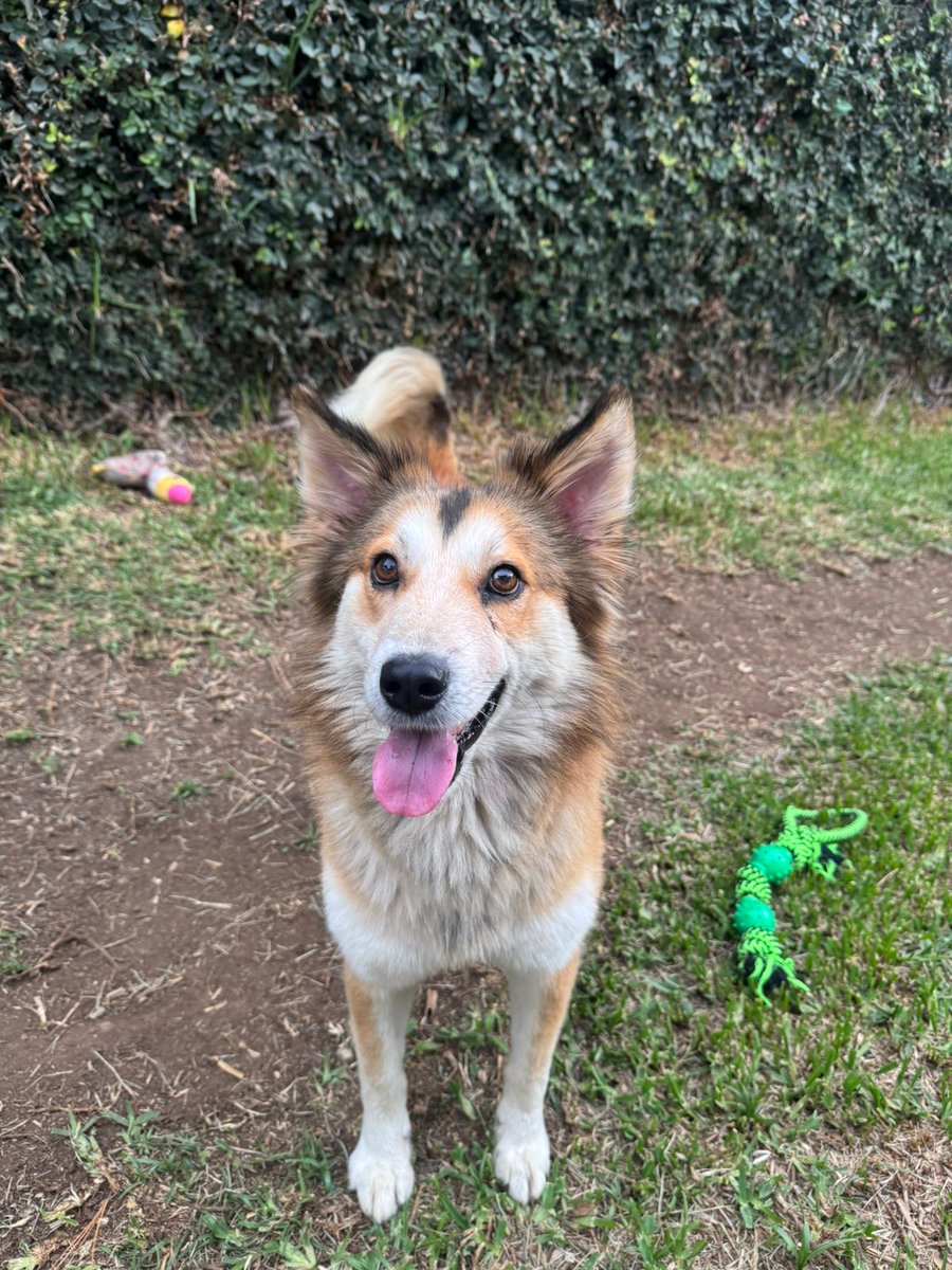 guatexanimales2's tweet photo. Caso 92_2026 Teo es un perrito macho de dos años mezcla de husky con collie es amoroso, juguetón sociable talla mediana  fue rescatado por Santa Rosita a nado así ya está recuperado castrado y.listo para encontrar un 🏠.
Pide formulario y cambia una vida
#adoptanoompres https://t.co/v4KasiJzat