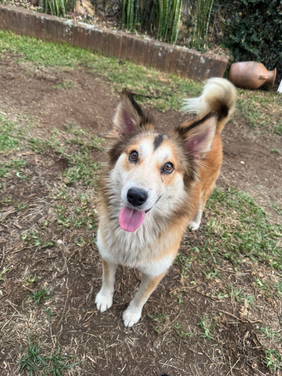 guatexanimales2's tweet photo. Caso 92_2026 Teo es un perrito macho de dos años mezcla de husky con collie es amoroso, juguetón sociable talla mediana  fue rescatado por Santa Rosita a nado así ya está recuperado castrado y.listo para encontrar un 🏠.
Pide formulario y cambia una vida
#adoptanoompres https://t.co/v4KasiJzat