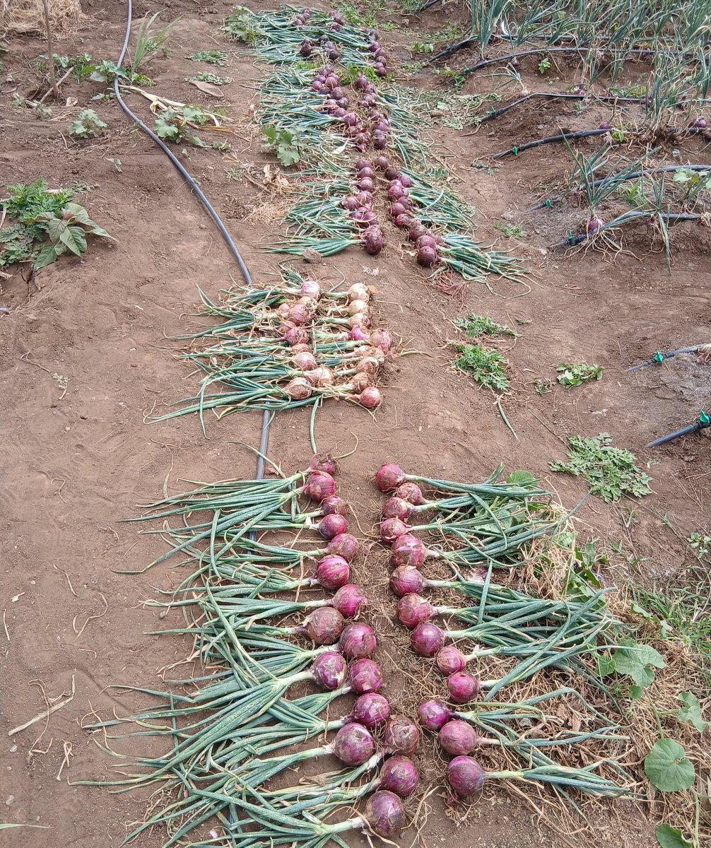 GeorgeOuko01's tweet photo. Harvest time.... https://t.co/rqL0vpOqW4