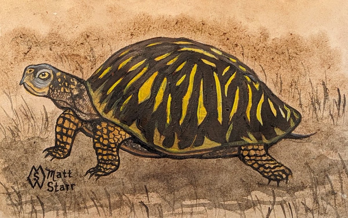 MattStarrFineA1's tweet photo. On this date, July 1st in 1986 the ornate box turtle was added as the state reptile of Kansas. This is my painting study of an ornate box turtle. https://t.co/ZFuC4SAzEm
#mattstarrfineart #ornateboxturtle #boxturtle #turtles #Kansas #art #painting #tshirts #tshirt #artistic https://t.co/GQCU8Hz8wC