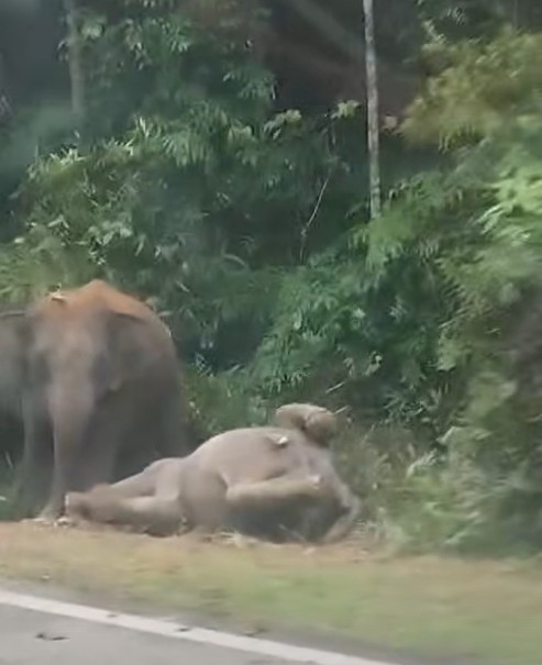 SinarOnline's tweet photo. Tragedi Gerik berulang, ibu gajah enggan berganjak 7 jam selepas anak mati

Perhilitan berkata, pihaknya menerima laporan kira-kira 8.30 pagi sebelum empat anggotanya dihantar ke lokasi bagi menjalankan siasatan awal.

Foto: Video tular 

Artikel: https://t.co/70TTAW4Wmb

#SinarHarian #beritaterkini #gajah #Gerik #kemalangan