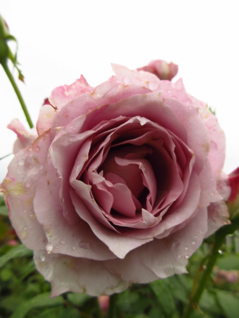 バーバラ✨２点♡ 薔薇 の二番花も綺麗だった #大船フラワーセンター 。 Z順に品種は