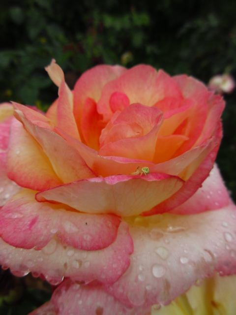 バーバラ✨２点♡ 薔薇 の二番花も綺麗だった #大船フラワーセンター 。 Z順に品種は