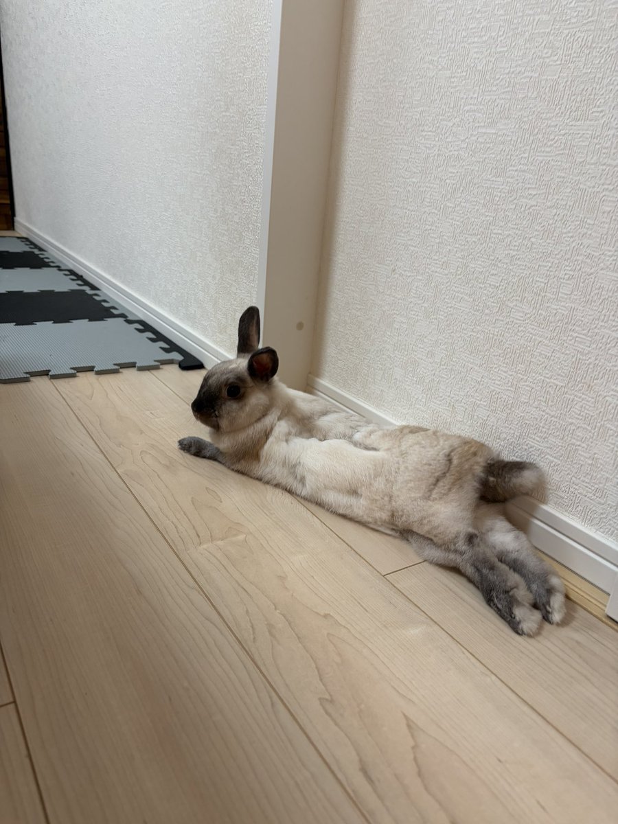 Sunshine_kanae's tweet photo. 換毛中🐰 https://t.co/wUNJfsVvwj