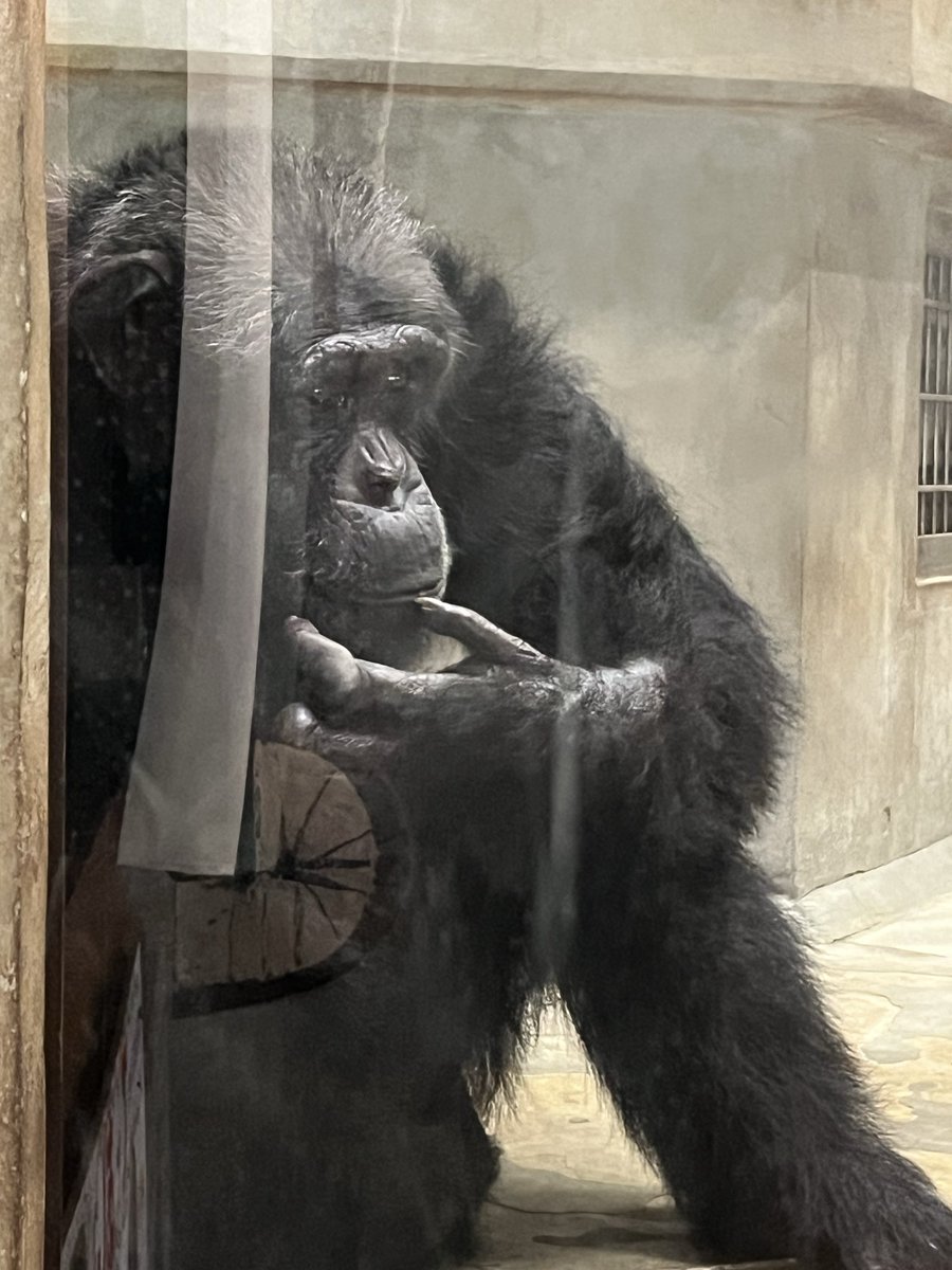 torakomimi1's tweet photo. #秋田市大森山動物園
#チンパンジー　#キリン　#サル山　#とら 
2026-6-28

今回会った子たちの一部。また会えたらいいな😇 https://t.co/FBwTDP9JCF