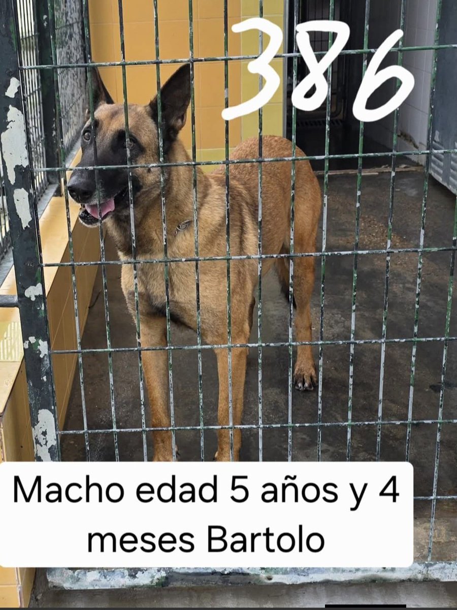 MarioliRm's tweet photo. Jerez
Bartolo subio al 🚗 pensando q iba a la playa moviendo su colita,sin saber que el destino le tenia preparado algo 😥,el coche paro en la perrera y lo dejaron alli ,sin piedad😥
Esta deprimido,al lado de los barrotes y con el 💔,te apiadas y le das un hogar?🙏🙏🏿
☎️ 629879220 https://t.co/qgyIaCpyid