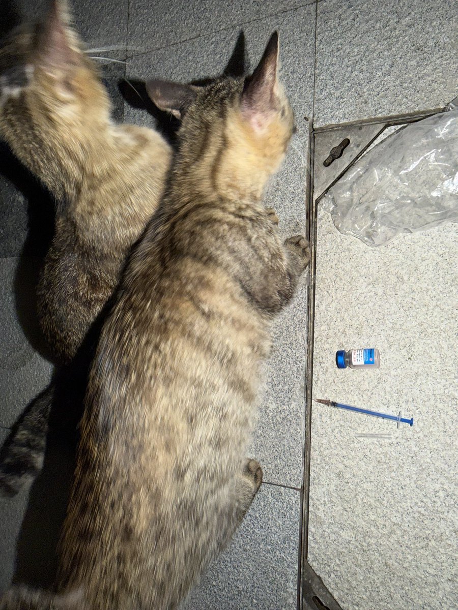 yhterh's tweet photo. 终于给俩只猫打完疫苗了我特别害怕害怕他们咬我害怕他们突然挠我 还好没什么事情 https://t.co/C9RnDJP9ag