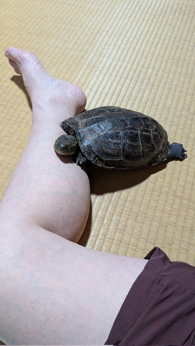 AwBger's tweet photo. 飼主の足を押さえ込み🐢
もう痺れて感覚ないっす❤️
#クサガメ https://t.co/C0iNcYJFbd