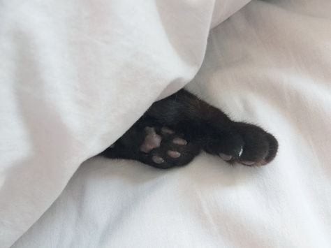 Alezithymia's tweet photo. "Whose paws is this?"

Yoru~ https://t.co/6U70Aj5Rc8