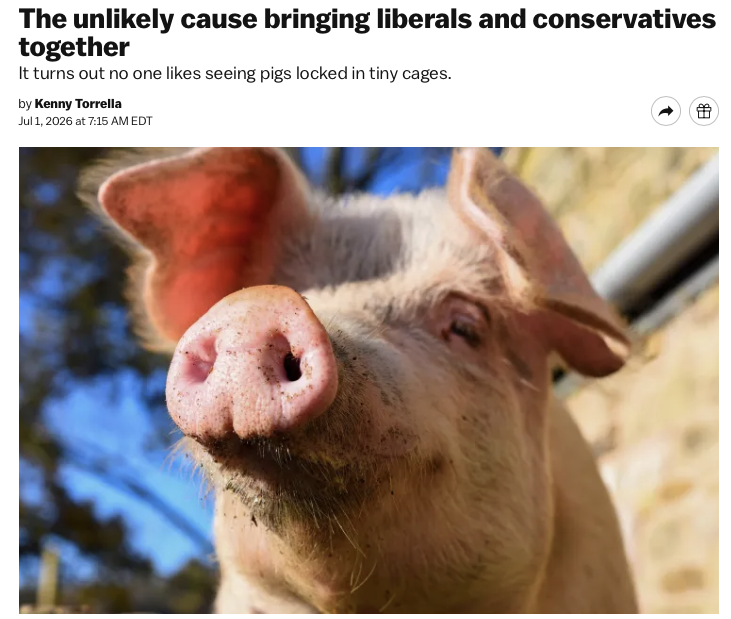 KennyTorrella's tweet photo. Far-right commentators, New York Times columnists, deep red Republicans, blue state Democrats: They’re all against keeping pigs in tiny cages. 

It’s been quite incredible to see the political unity in opposition to the Save Our Bacon Act, so I wrote about it: https://t.co/XIZkfePRKT