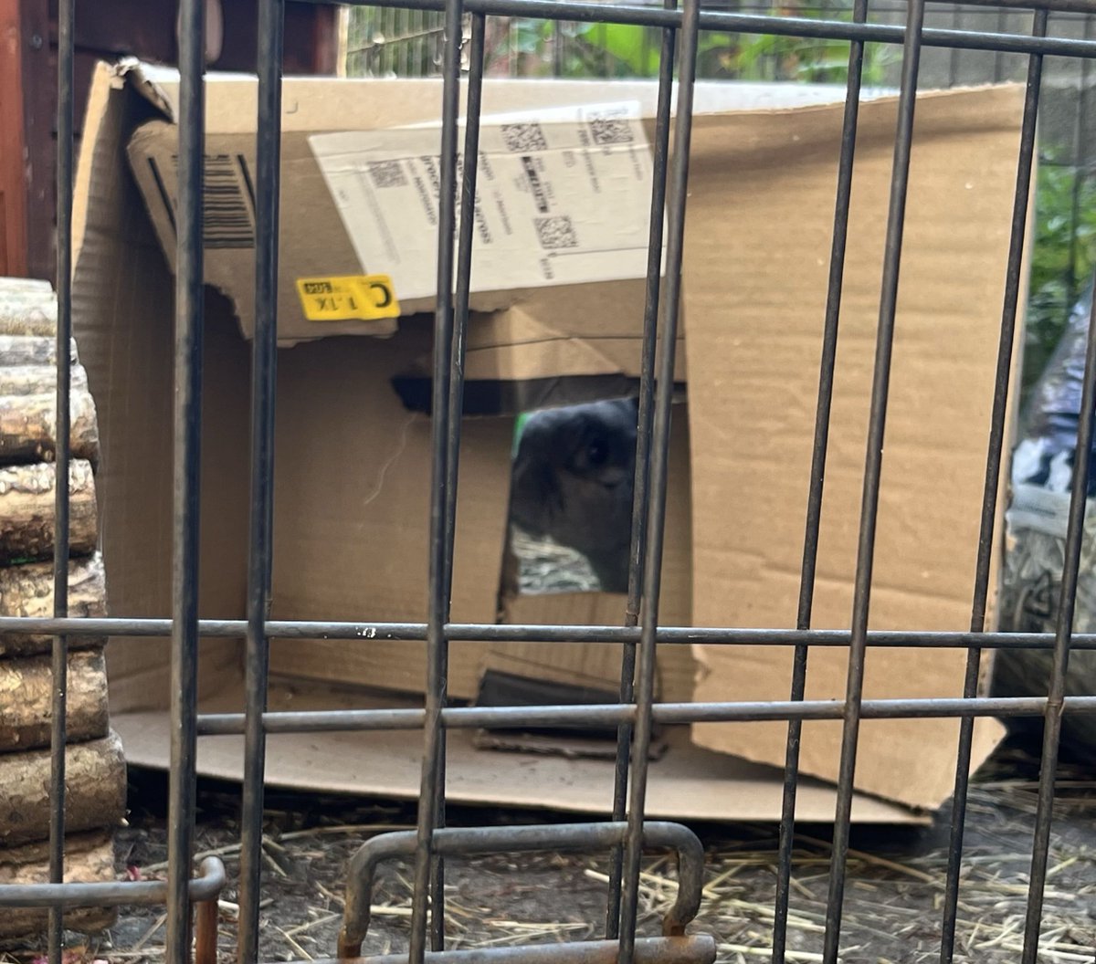 Fibquishes's tweet photo. Renovation man Grey, will he fix up the old limp box? ... no 😅 https://t.co/WJHRSRiYTn