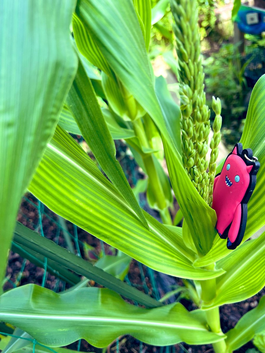 ALTERNA666's tweet photo. もうけもんととうもろこし🌽

ｲﾈ科の植物だから穂が出るわけだけれど、穂には2種類あるよ。上にある雄穂が花粉を飛ばすと、ﾊﾟﾗﾊﾟﾗ落っこちてﾋｹﾞ（雌穂から出る絹糸）に花粉がついて受粉する。お米の花に似ている。さすがｲﾈ科👏

追伸
昔はﾔﾝｸﾞｺｰﾝ好きじゃなかったの
今は好きよ https://t.co/X8aBmr2W3P