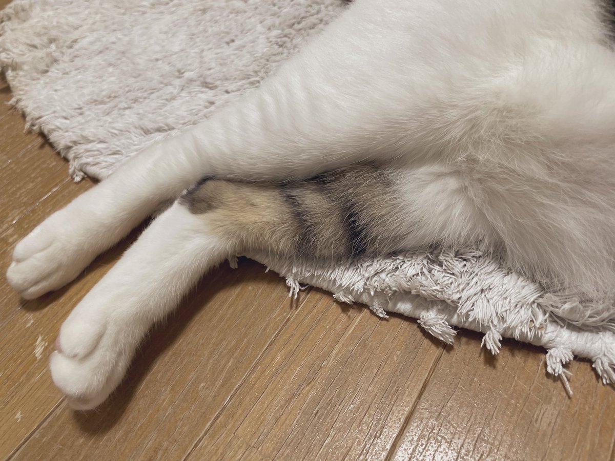 hayatomibu's tweet photo. 揺れの強かった場所の皆さん、猫のポンポンみてとりあえず落ち着いてくださいね https://t.co/RJ38IVXjGb