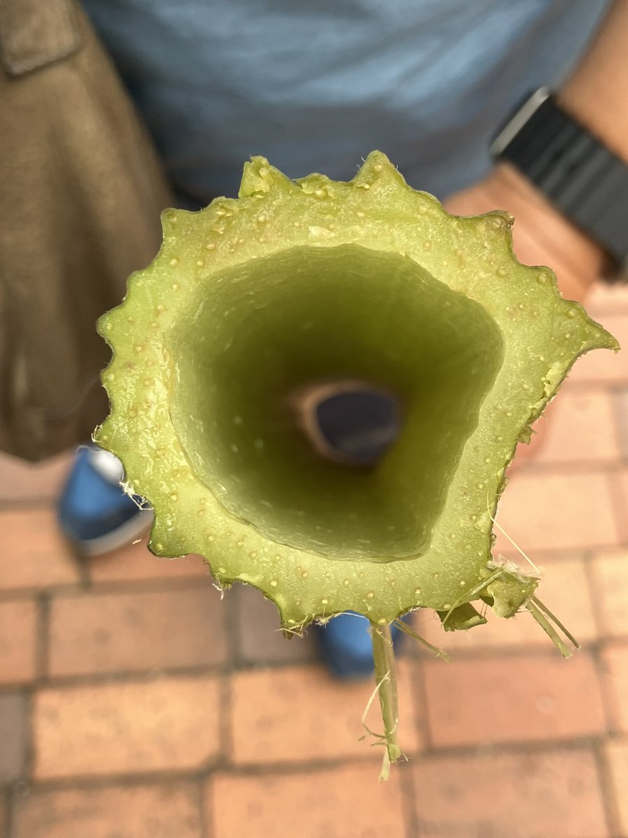 _yumimaru's tweet photo. 阿寒から帰ってくる時に、ラワンぶきをいただいた。うちの人にナタでカットしてもらい、カバンに詰めて担いできた。食べるのが楽しみすぎる😊
明日からは平常運転だ… https://t.co/JfRx3k02Sa
