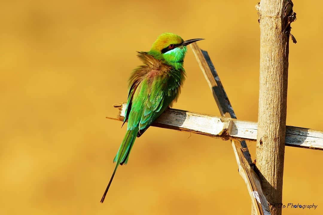 rcdeshpande's tweet photo. We need more photography on twitter. If you agree share a photograph..

#theme_pic_India_birds 
#RdsPhotography https://t.co/iKj4ibupGY