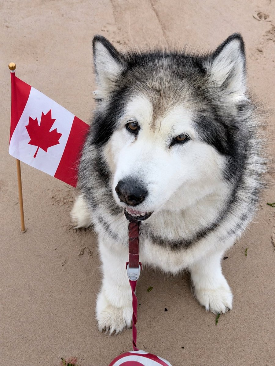StormtheMal's tweet photo. @CanadianPenny1 Happy Canada Day Bear, people who have been lucky enough to visit your country always say how lovely the people are! https://t.co/pnhS0lSLAR