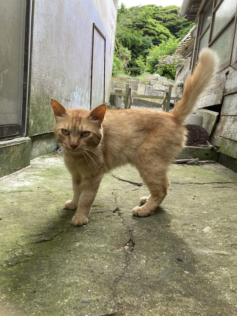 kuronekotashiro's tweet photo. こちらもどうぞ😸

#猫島 #tashirojima #catisland #CatOnX #cat #田代島クロネコ堂 #CatsOfX #cats https://t.co/lsu8KemXoT