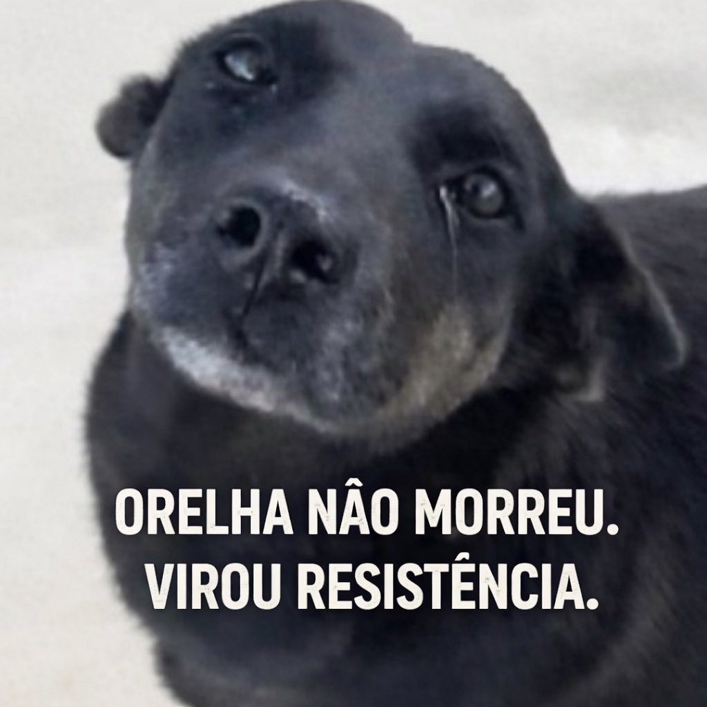 fick_vera's tweet photo. #JusticaPorOrelha https://t.co/Y1x2fnVx7l