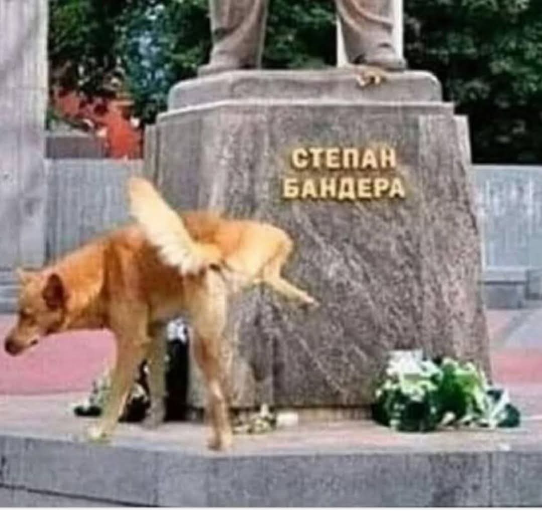 Dominik48374503's tweet photo. @ZelenskyyUa https://t.co/K8PaBcLDKi