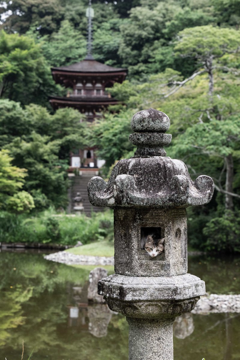 v0_0v______mk's tweet photo. 灯篭好きのニャン

#京都　#浄瑠璃寺　#猫 https://t.co/8Co9Kkm2Dd