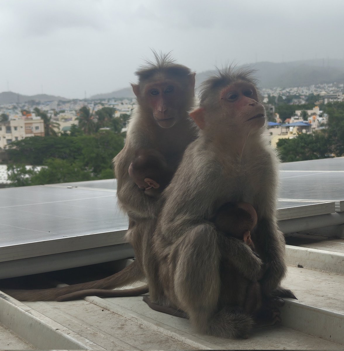 thesupertrender's tweet photo. ☁️ Soft clouds, warm hugs. Double the trouble, double the love! 🐒🐒❤️#CuteAnimals #Monkeys #CloudyDay #MonkeyLife https://t.co/7UKB2p5l4z