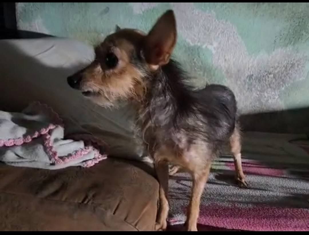 MellanoVha's tweet photo. Chicuelos de #Barranquilla, Buscan a este pequeñín, su humano es un adulto mayor y está hospitalizado. Ayer, unos vecinos entraron a la casa para alimentarlos, pero no encontraron a este pequeñito. Puede estar en los alrededores de: Barrio Montes Cordialidad con 27, San José. #RT https://t.co/z8uUpSfcxW