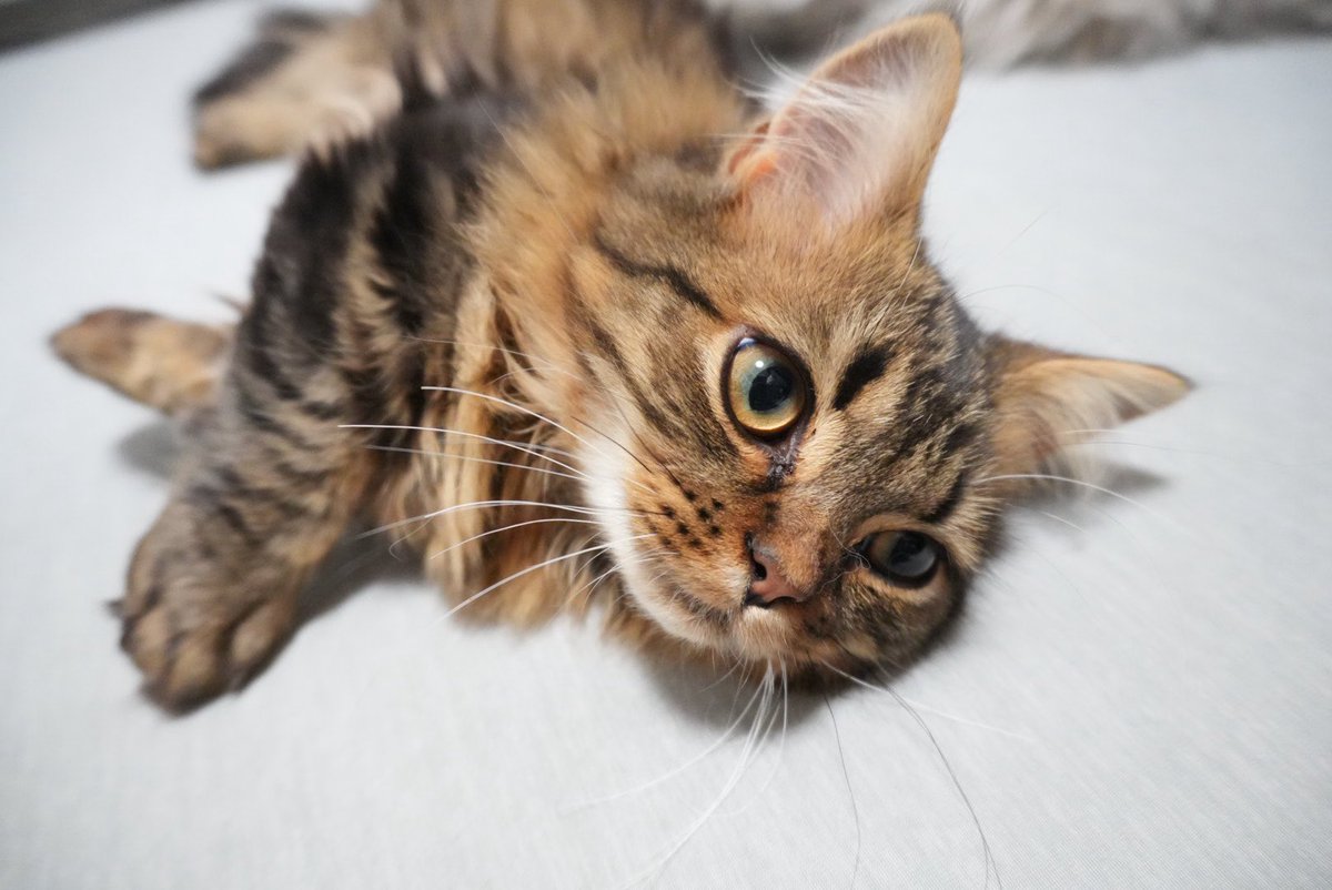 cocokinga's tweet photo. 短足ミヌエットのここあくん🐱です！

ねこ好きさん繋がってくれると嬉しいです^_  ̫ _^

無言フォロー失礼します🙇‍♀️

#猫のいる暮らし #猫好きさんと繋がりたい
#ミヌエット #短足ミヌエット https://t.co/ZlkBk4jq8A
