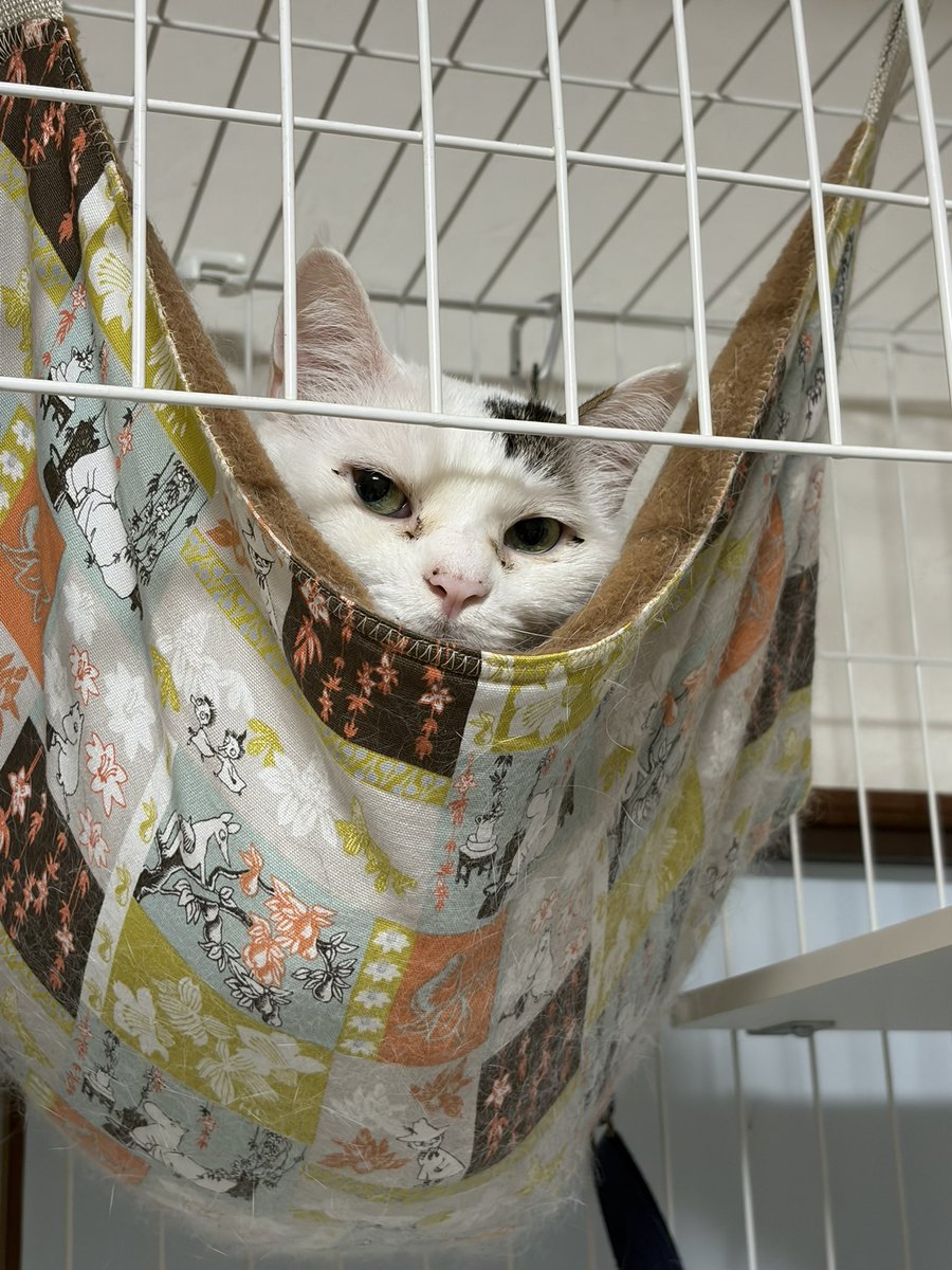 snooopy117's tweet photo. まみーとぱひーに忘れられてた今日の会
むー娘っちは覚えてた🤭
最低限のものしか持たなさすぎて
色々買い揃えたけれどこれは使いこなさないと笑えん、がんばる、セルフケアもがんばる、まずは今日から
総額はお財布より高かった笑 https://t.co/HsySGYBVPe