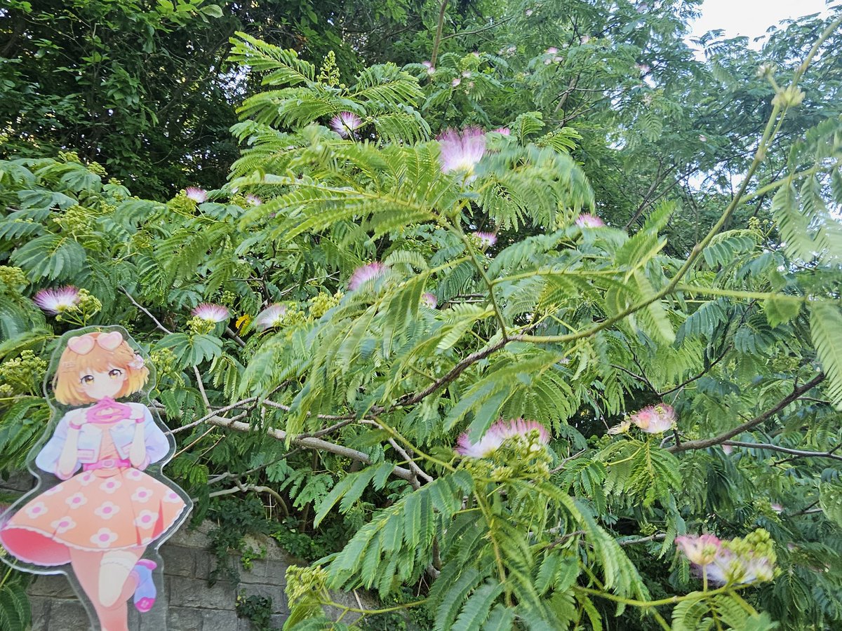 SSK_R's tweet photo. くーちゃんに、6月に撮ったお花のプレゼント
タチアオイ、アルストロメリア、アジサイ、ネムノキです！
#くららのたぐ https://t.co/NYXl6i0MgF