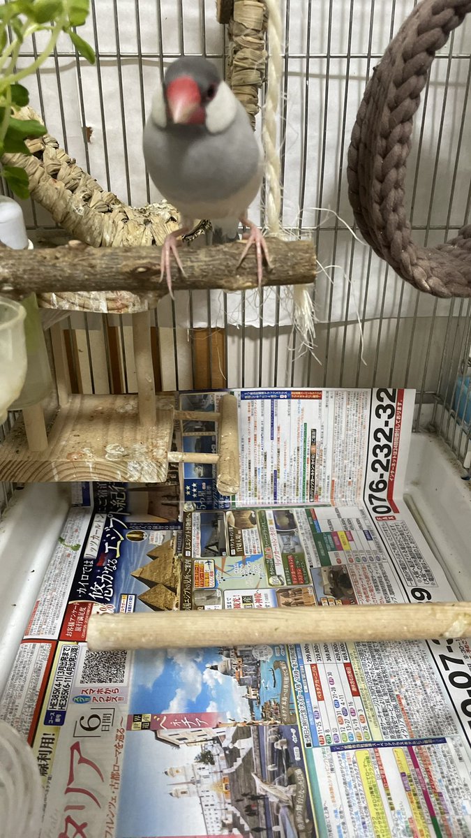 misatomc's tweet photo. 2026/07/01

今日の敷き紙
阪急交通社 https://t.co/vR1vJCs2A7