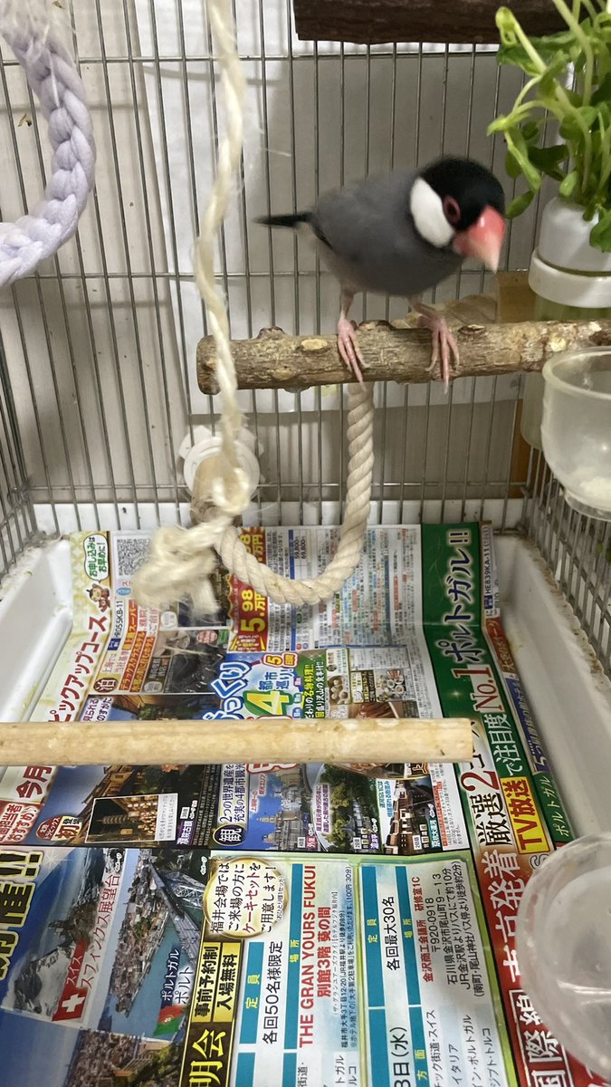 misatomc's tweet photo. 2026/07/01

今日の敷き紙
阪急交通社 https://t.co/vR1vJCs2A7