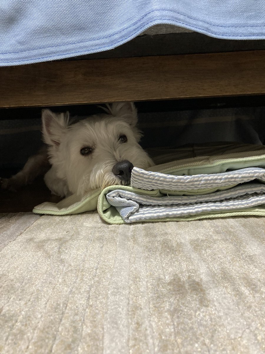 Nounousours's tweet photo. 雨なのに洗われました
いじけてるわけじゃないけど
この表情 https://t.co/X0nFOqul5O