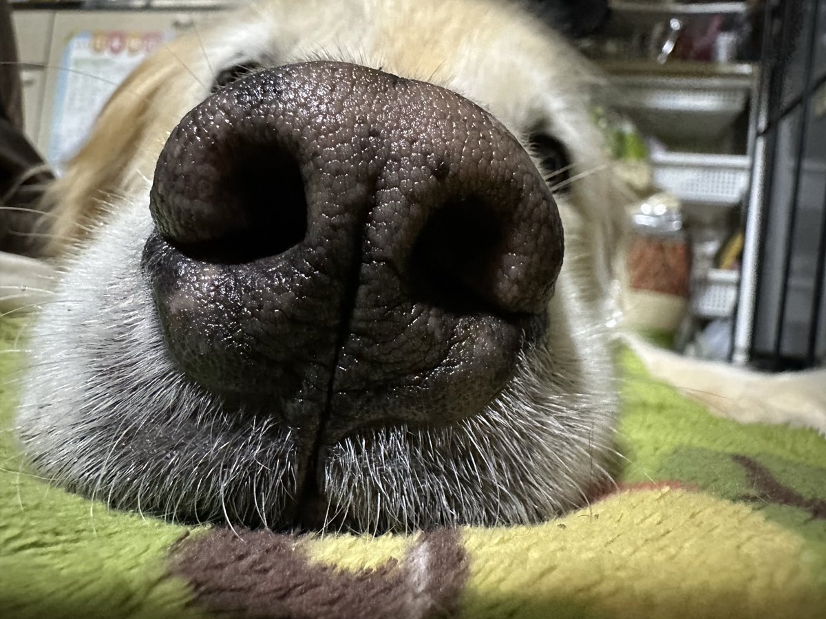 oliverGSR's tweet photo. 夜勤行くねって言ったらこれ😭🐶♡♡ https://t.co/g62CFKGH2d
