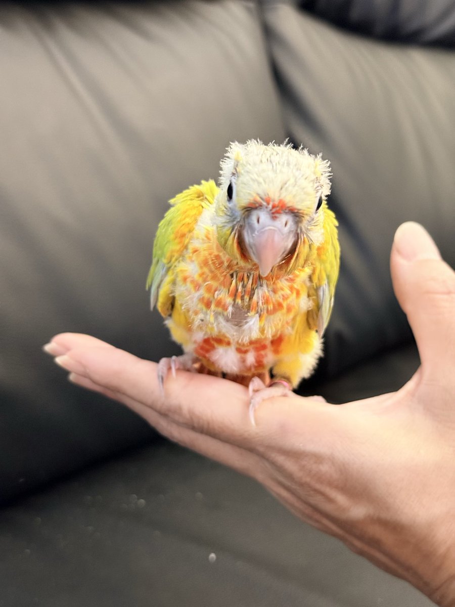 RaTo_2024's tweet photo. ダイリュートワキコガネ38ちゃん🐥

この子もニギコロ嫌‼️ってなりました🤣
結構大人しめの子ですよ〜
色味もすごく綺麗です💛💚

ご家族様募集してます🪧

 #ウロコインコ雛  #ご家族様募集中 https://t.co/neYnhXmTJI