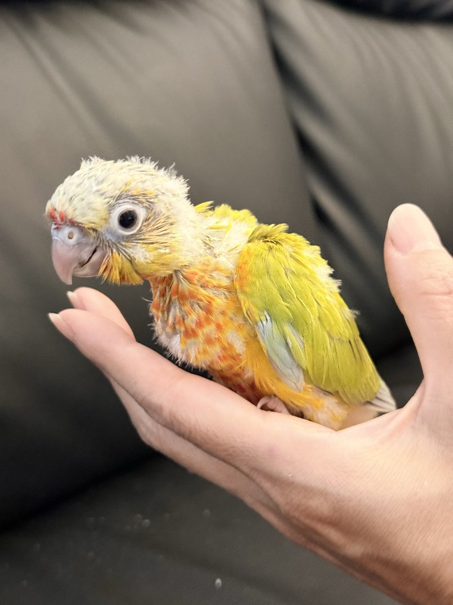 RaTo_2024's tweet photo. ダイリュートワキコガネ38ちゃん🐥

この子もニギコロ嫌‼️ってなりました🤣
結構大人しめの子ですよ〜
色味もすごく綺麗です💛💚

ご家族様募集してます🪧

 #ウロコインコ雛  #ご家族様募集中 https://t.co/neYnhXmTJI