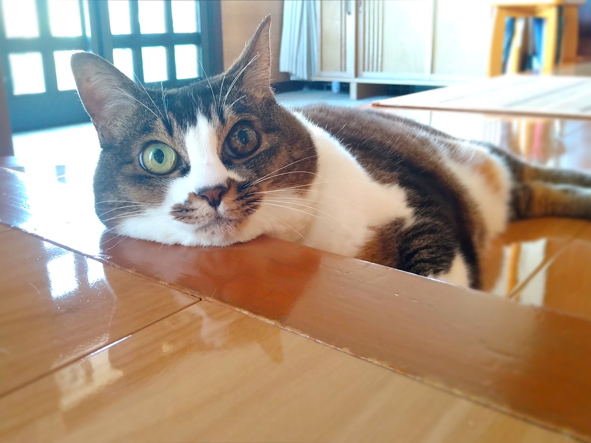 hrhr86's tweet photo. 段差を枕にするcat https://t.co/AJNWG8hdv4