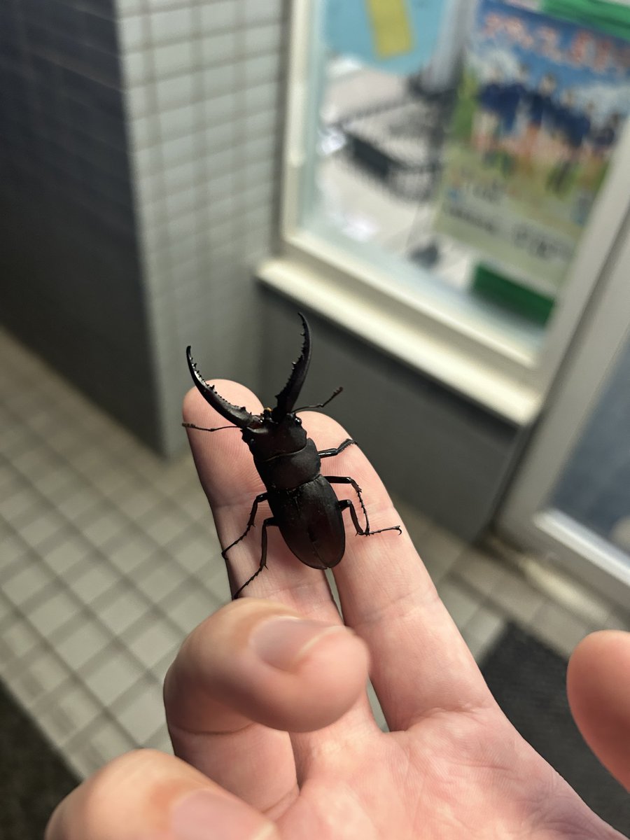 N_bracky's tweet photo. そういやこないだどよるの帰りに
立派なカイロス捕まえた！ https://t.co/Cd7WcimL85
