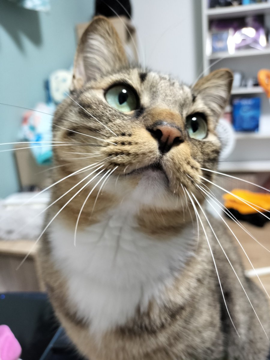tora_mane's tweet photo. 猫じゃらしを持ってきたのに、飼い主が遊んでくれなくて不思議そうなアンジェロくん

飼い主を見て、首をかしげるのずるくない？？？

遊ばせていただきます😂✨🙌 https://t.co/Q5Ih7XFFnT