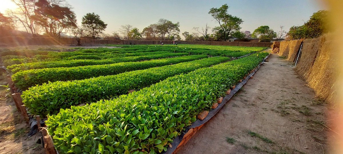 timb_zw's tweet photo. Inspect your tobacco seedbeds regularly to detect and control aphids early. These sap-sucking pests weaken young seedlings and are major carriers of Bushy Top Virus (TBTV) and Potato Virus Y (PVY). Once infected, seedlings become stunted and unhealthy, robbing your crop of its full potential.

Protect your seedlings by maintaining strict field hygiene and biosecurity practices. Early detection and timely intervention are the best defence against aphids and the diseases they transmit.