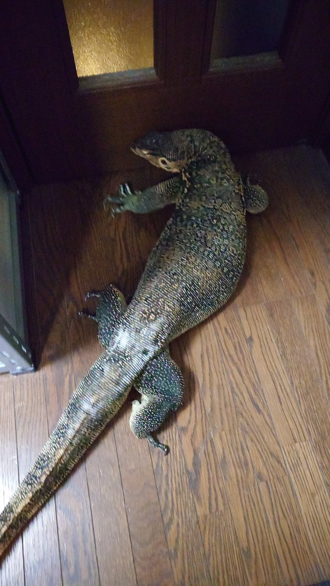 hebigami01's tweet photo. 逃走経路画策中
#ミズオオトカゲ
#サルバトールモニター
#watermonitor https://t.co/bDQKAMB4lu